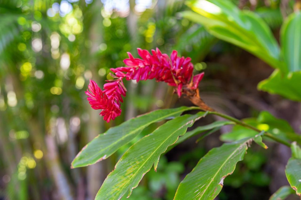 Noahs Hideaway Luxury B&B Lahaina Εξωτερικό φωτογραφία