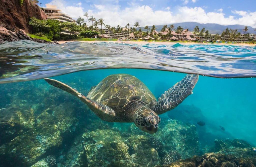 Noahs Hideaway Luxury B&B Lahaina Εξωτερικό φωτογραφία